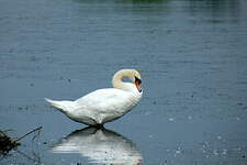 Cygne tuberculé