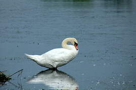 Mute Swan