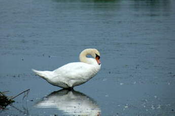 Cygne tuberculé