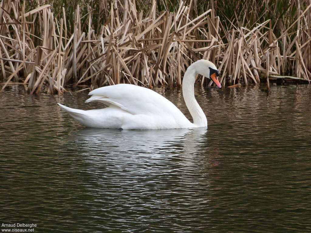 Cygne tuberculéadulte, identification