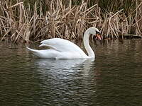 Cygne tuberculé