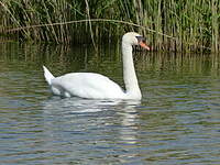 Cygne tuberculé