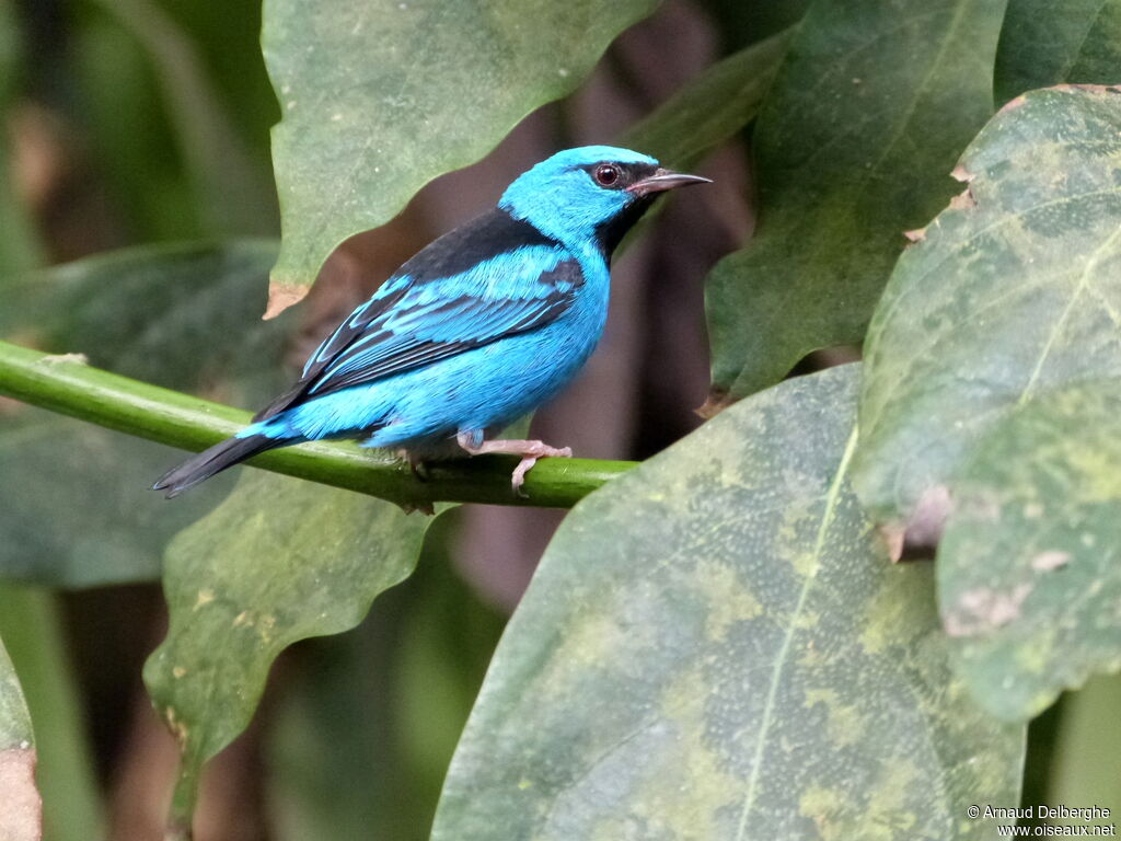 Blue Dacnis