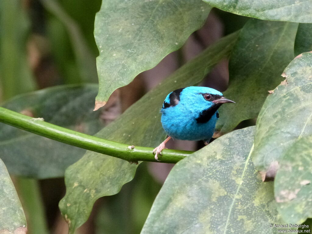 Blue Dacnis