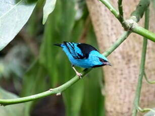 Dacnis bleu