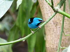 Dacnis bleu