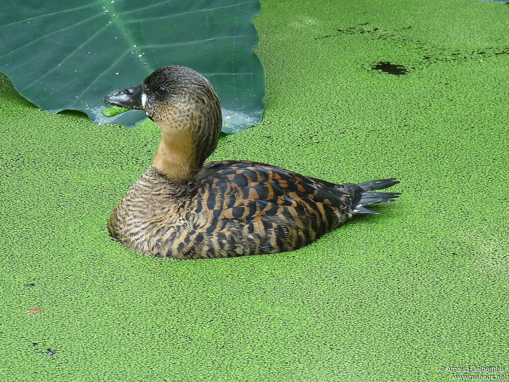 Dendrocygne à dos blanc