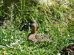 Dendrocygne à dos blanc