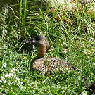 Dendrocygne à dos blanc