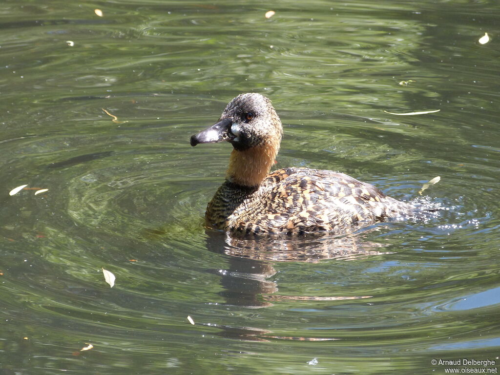 White-backed Duck