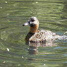 Dendrocygne à dos blanc