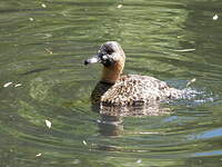 Dendrocygne à dos blanc