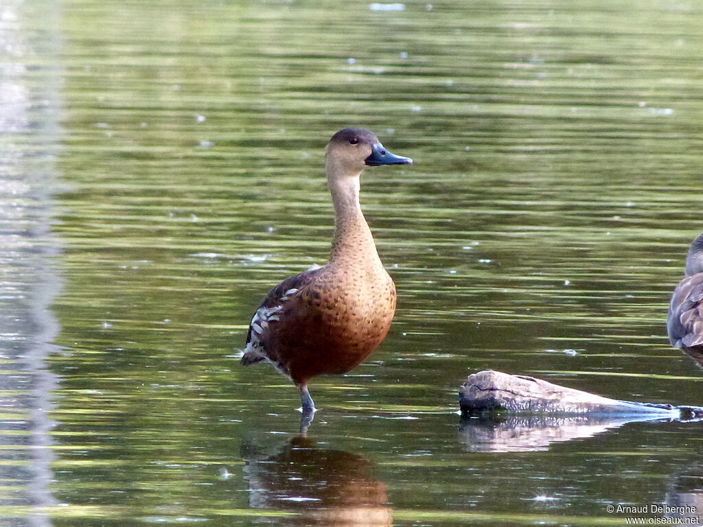 Dendrocygne à lunules