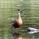 Dendrocygne à lunules