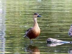 Wandering Whistling Duck