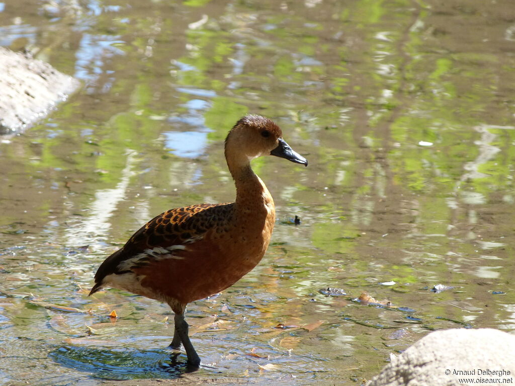 Wandering Whistling Duck