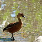 Dendrocygne à lunules
