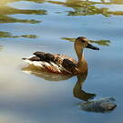 Dendrocygne à lunules