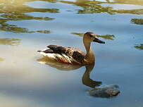 Dendrocygne à lunules