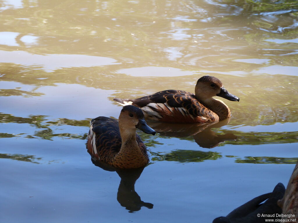 Dendrocygne à lunules