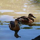 Dendrocygne à lunules