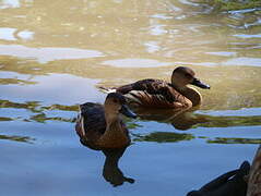 Wandering Whistling Duck