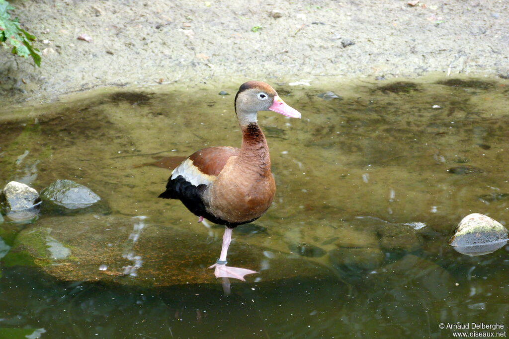 Dendrocygne à ventre noir