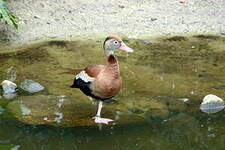 Dendrocygne à ventre noir