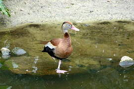 Black-bellied Whistling Duck