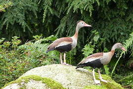 Dendrocygne à ventre noir