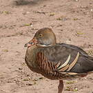Dendrocygne d'Eyton