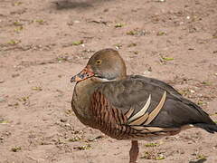 Plumed Whistling Duck