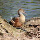 Dendrocygne d'Eyton