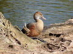 Plumed Whistling Duck