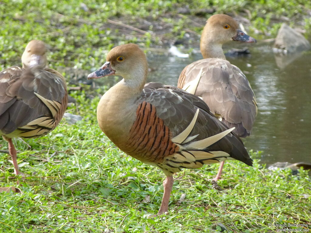 Plumed Whistling Duck