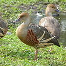 Dendrocygne d'Eyton