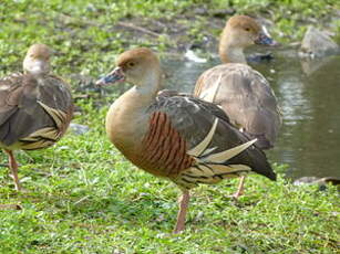 Dendrocygne d'Eyton