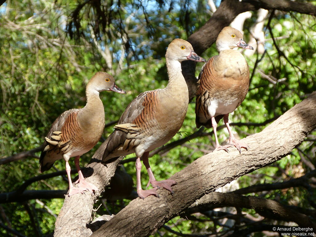 Plumed Whistling Duck