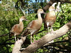 Plumed Whistling Duck