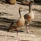 Dendrocygne d'Eyton