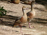 Dendrocygne d'Eyton