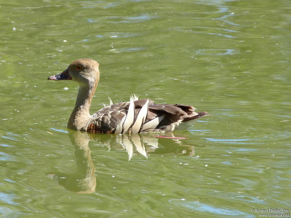 Plumed Whistling Duck