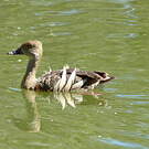 Dendrocygne d'Eyton