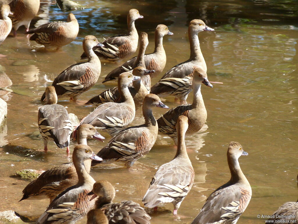 Plumed Whistling Duck