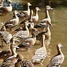 Dendrocygne d'Eyton