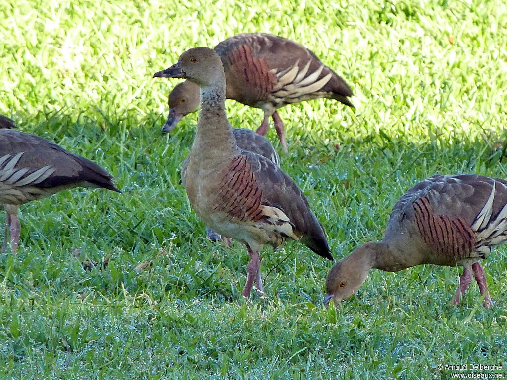 Plumed Whistling Duck