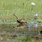 Dendrocygne d'Eyton