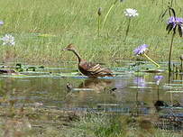 Dendrocygne d'Eyton