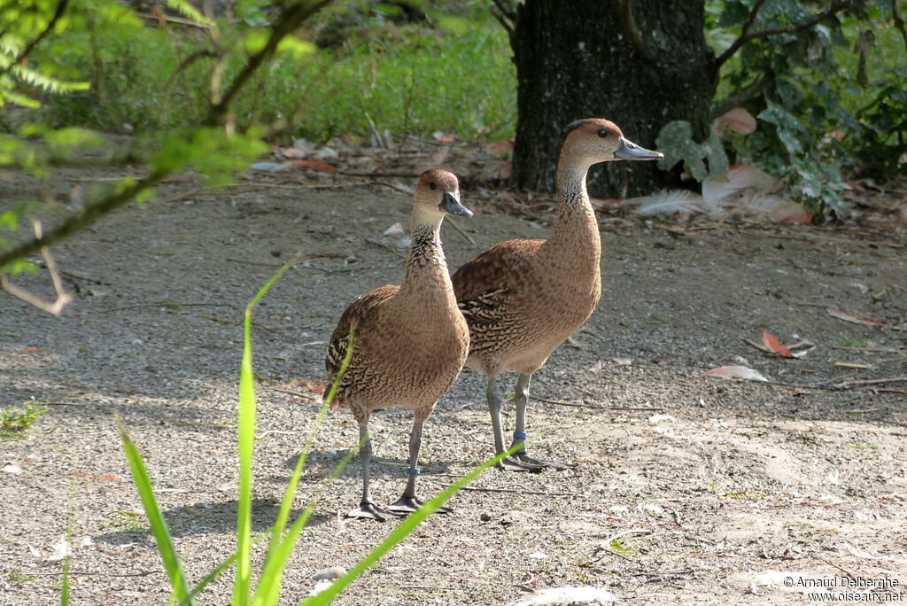 Dendrocygne des Antilles