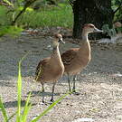Dendrocygne des Antilles